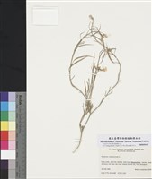 藏品(野芥菜)的圖片